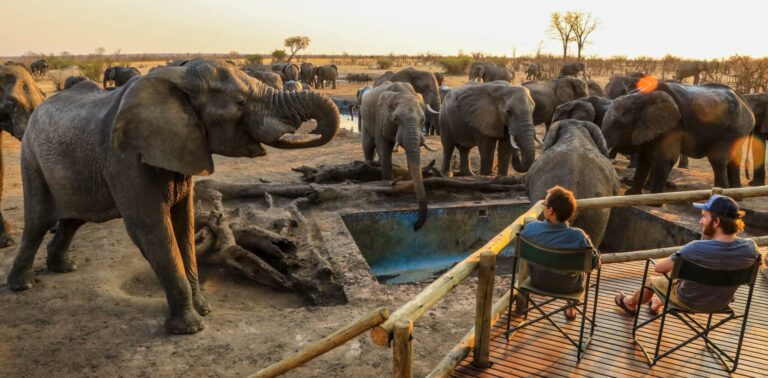 Guided African Safari Tours: A Complete Informational Guide