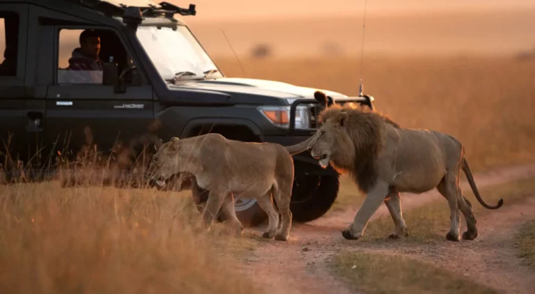 Planning a Safari Trip: A Complete Guide for Your Adventure