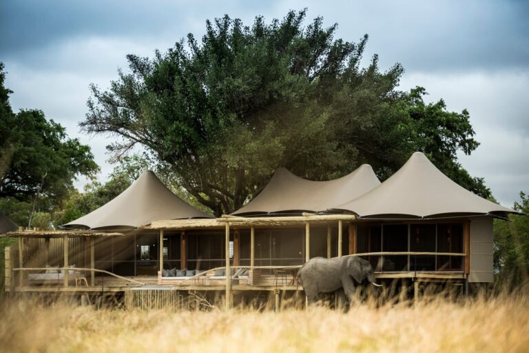 Luxury African Safari Trips: The Ultimate Guide to Exclusive Adventures